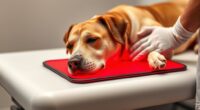 top vet red light therapy